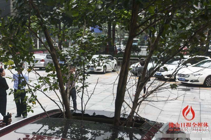 一輛停在停車位上的寶馬轎車，被墜落的樹(shù)枝砸中，樹(shù)枝徑直插入車內(nèi)，現(xiàn)場(chǎng)引發(fā)不少市民圍觀拍照。
