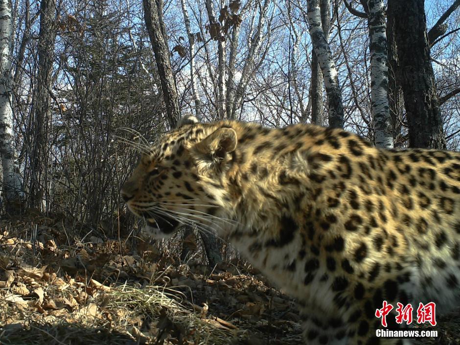 黑龍江老爺嶺保護(hù)區(qū)多次拍到野生東北虎、豹影像