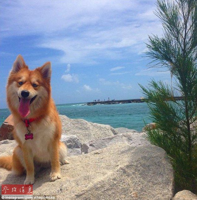 狐貍還是狗？藍(lán)眼睛萌寵走紅網(wǎng)絡(luò)