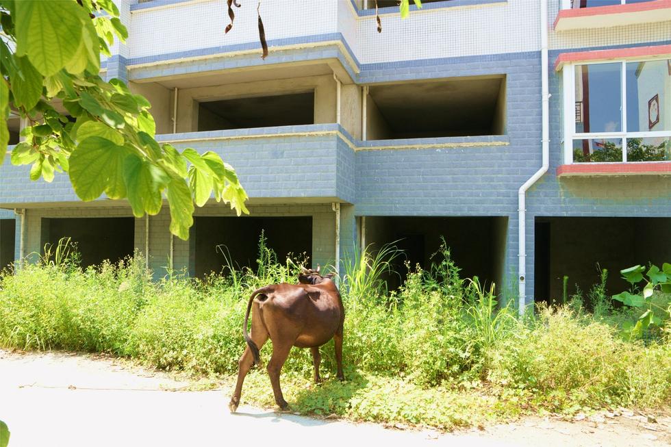 2016年7月26日，村民在廣西來賓市忻城縣隆達山水福城荒廢別墅間放牛。