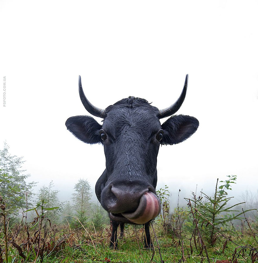 它們都是表情帝！一組不可思議的動物肖像