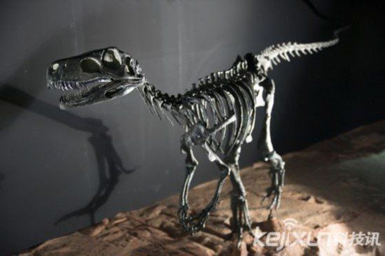 非洲發(fā)現(xiàn)2.45億年生物化石 或為恐龍祖先
