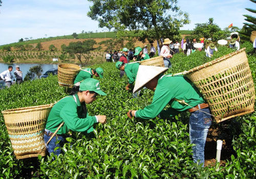 越南茶葉被禁入中國(guó)臺(tái)灣 疑遭二惡英污染