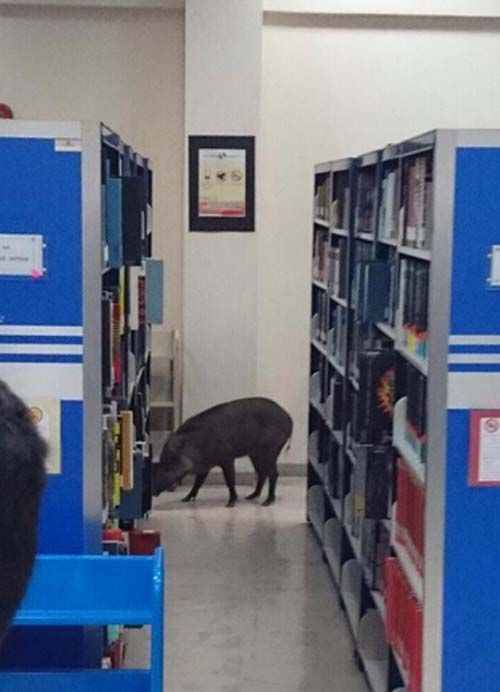 野豬進入圖書館后開始四處“閑逛”。