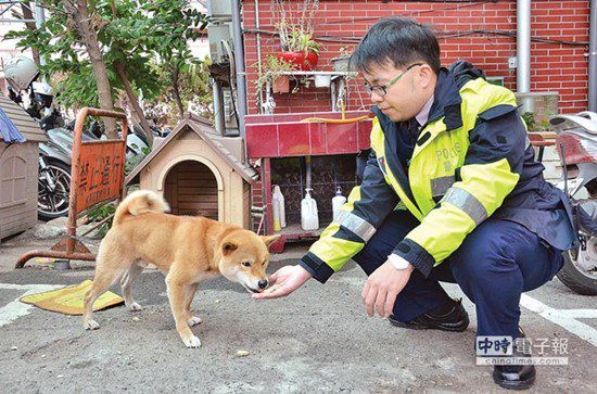 圖中這只柴犬生性好動(dòng)，逢人就搖起臀部及尾巴