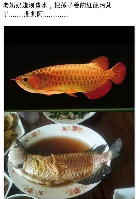 老奶奶嫌浪費水,把孫子養(yǎng)的紅龍清蒸了。圖片取自臺媒