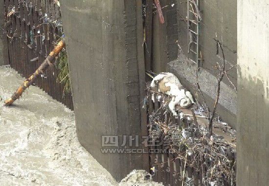 臥龍驚現(xiàn)野生大熊貓尸體 解剖認定為顱內(nèi)出血死亡
