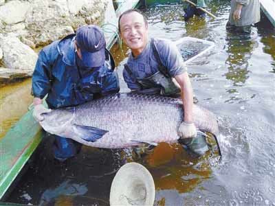 河南水庫捕到147斤重大青魚，長(zhǎng)1.76米。