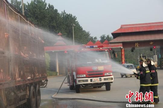 運(yùn)豬車(chē)追尾拋錨 生豬熱得吐白沫