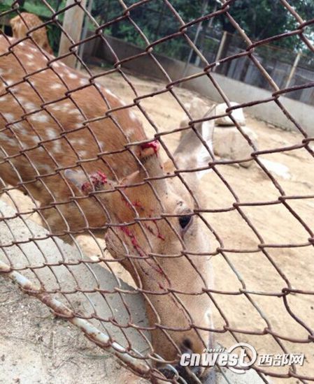 陜西秦嶺動物園梅花鹿鹿茸被割 負責(zé)人稱防打架