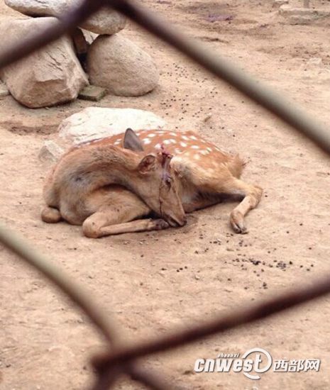 陜西秦嶺動物園梅花鹿鹿茸被割 負責(zé)人稱防打架