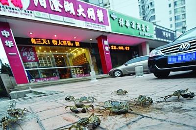 水產(chǎn)店忘關店門 上百只螃蟹“疊羅漢”出逃(圖)