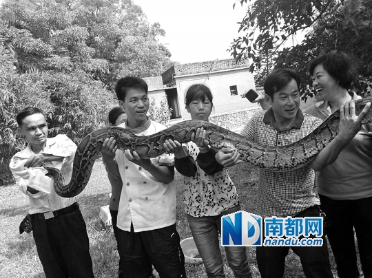 珠海近3米長巨蟒闖羊圈欲吃羊 被4壯漢合力擒獲 珠海近3米長巨蟒闖羊圈欲吃羊 被4壯漢合力擒獲