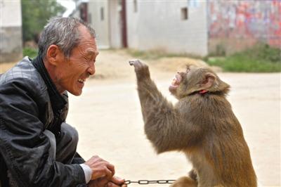 10月13日，新野縣鮑灣村耍猴人楊林貴蹲在家門口和自己的猴子玩耍。楊林貴，耍猴近三十年。