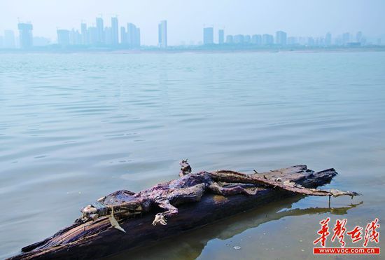 23日上午，瀏陽河與湘江交匯的地方發(fā)現(xiàn)了一條鱷魚的尸骸。