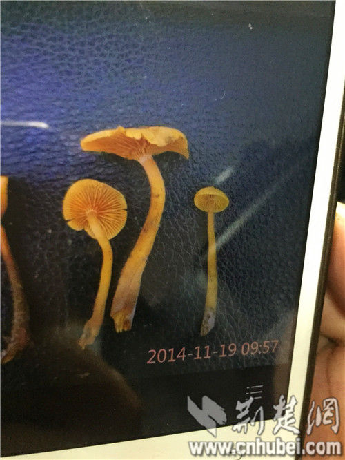 圖為:張小剛用手機(jī)拍下的毒蘑菇 圖為:張小剛用手機(jī)拍下的毒蘑菇