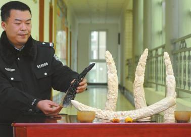 1月5日，辦案民警展示擋獲的犀牛角、盔犀鳥(niǎo)頭、象牙制品。
