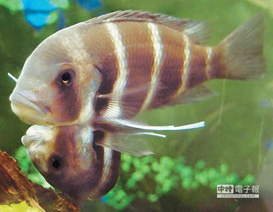 這對連體魚上面的哥哥體型較大，約是下面弟弟的2倍