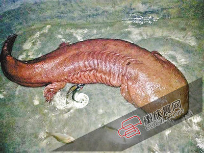 巫山抱龍鎮(zhèn)的超級(jí)娃娃魚。