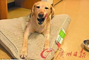 機(jī)智的導(dǎo)盲犬尤蘭達(dá)。