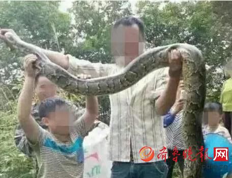 膽真大！男子抓野生大蟒燉湯 蟒蛇屬國家一級(jí)保護(hù)動(dòng)物(圖)