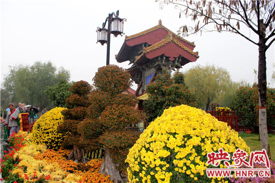 天好、花美 中國開封第32屆菊花文化節(jié)延長一周