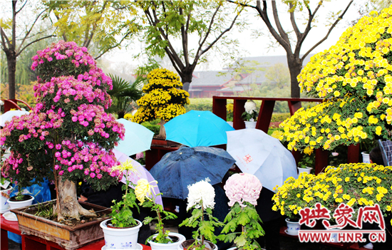 天好、花美 中國開封第32屆菊花文化節(jié)延長一周