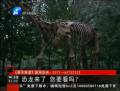 恐龍來了 你要看么？
