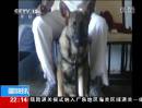 美國(guó)：停車場(chǎng)槍擊事件 忠犬護(hù)主被打死