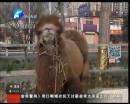 駱駝肉當(dāng)街叫賣合法？