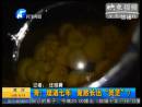 埋酒七年竟長(zhǎng)出“靈芝”