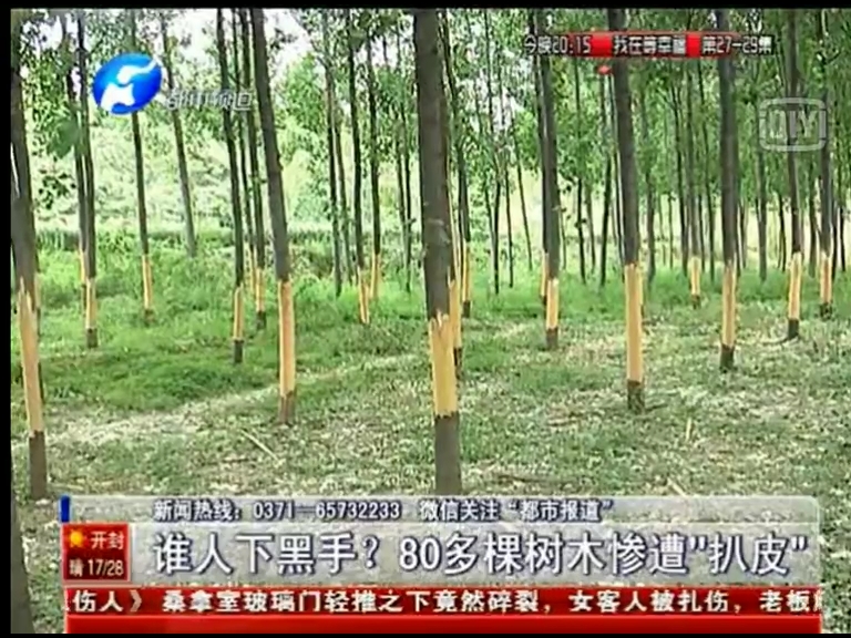 80多棵樹(shù)被“扒皮” 誰(shuí)痛下黑手？