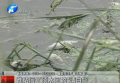 誰玷污了須水河的“清白”？