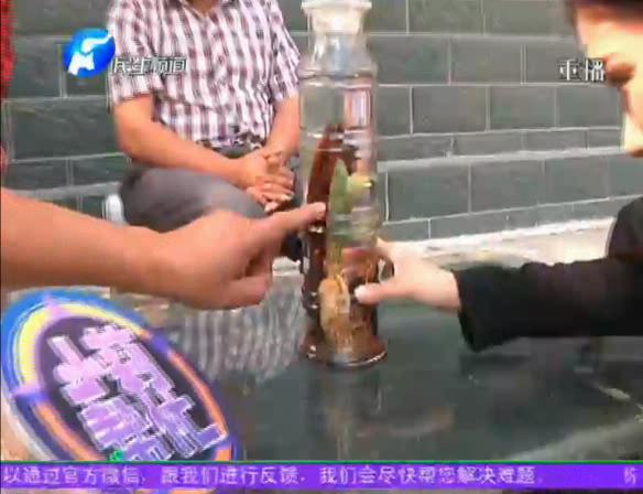 神奇！泡酒人參發(fā)芽長(zhǎng)樹(shù)葉