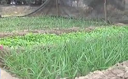 生態(tài)廊道變菜園 誰(shuí)干的？