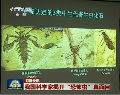 我科學(xué)家揭開(kāi)恐怖蟲(chóng)真面目 實(shí)為兩棲蚊子