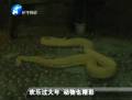 歡樂過大年 動物也精彩
