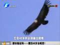 都市驗(yàn)證碼——鷹活40歲會蛻變？