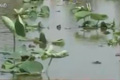 八畝蓮藕灌溉后絕收