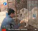 為吃狗肉當(dāng)街殺狗 丟狗人聞訊解救