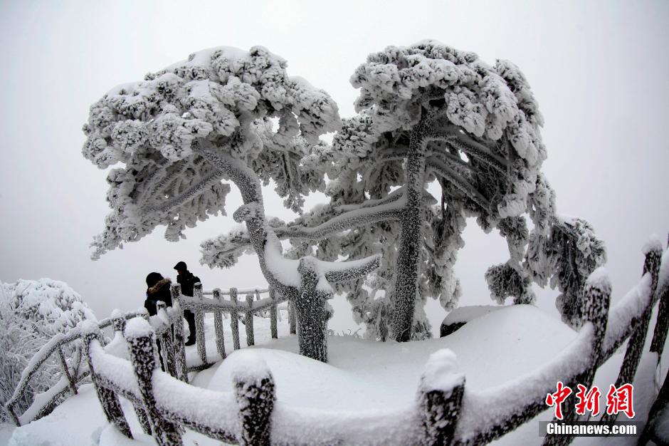 12月18日，雪后的安徽黃山風(fēng)景區(qū)出現(xiàn)了大面積雪凇美景，銀裝素裹，玉樹(shù)瓊枝，游人置身其間，如醉如癡。