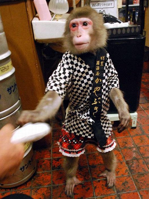 日本酒館有猴子服務員：會遞毛巾表演節(jié)目