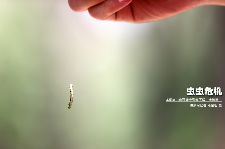 當(dāng)小蟲子從樹上垂絲而下懸在半空中時(shí)，給路上的行人帶來諸多不便