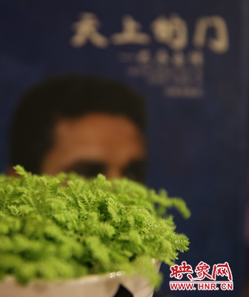書架上精心布置的綠色植物。